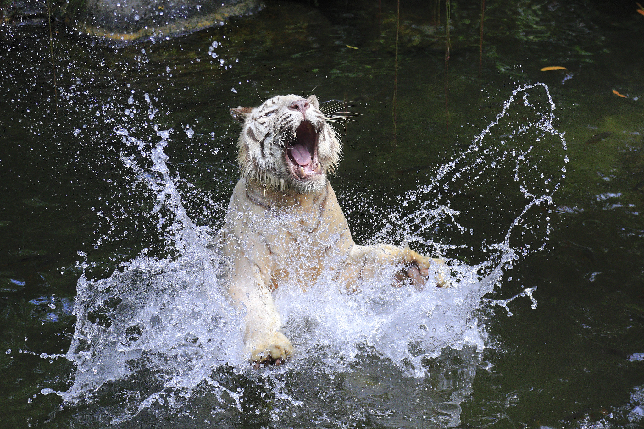 singapore zoo white tiger