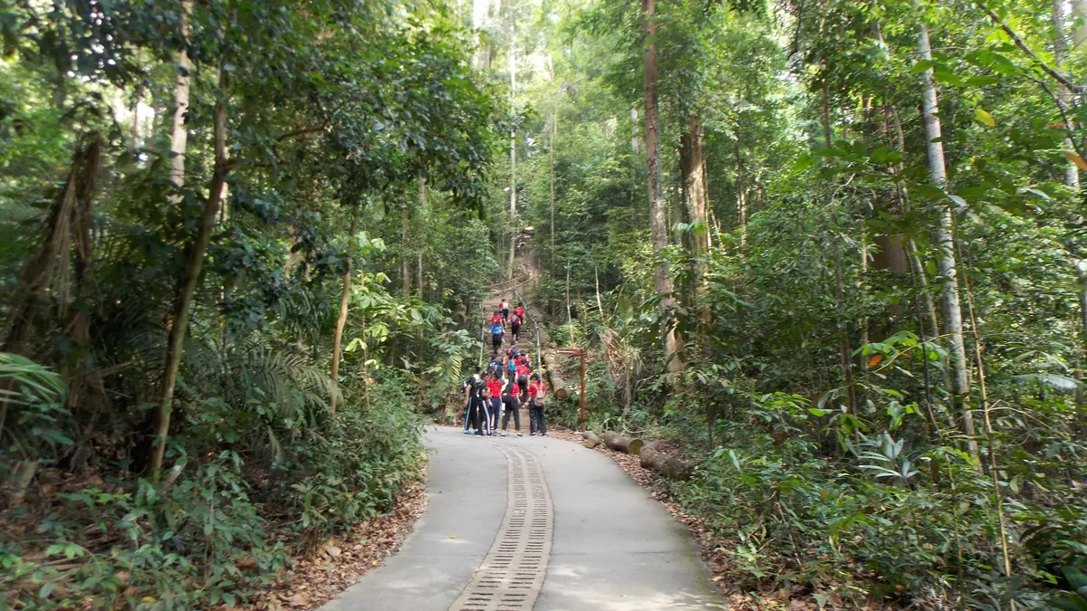 Bukit Timah Nature Reserve — Bukit Timah Nature Reserve, Singapore — trail