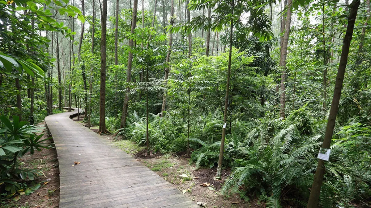 Coney Island Park — Coney Island Park, Singapore — mangroves