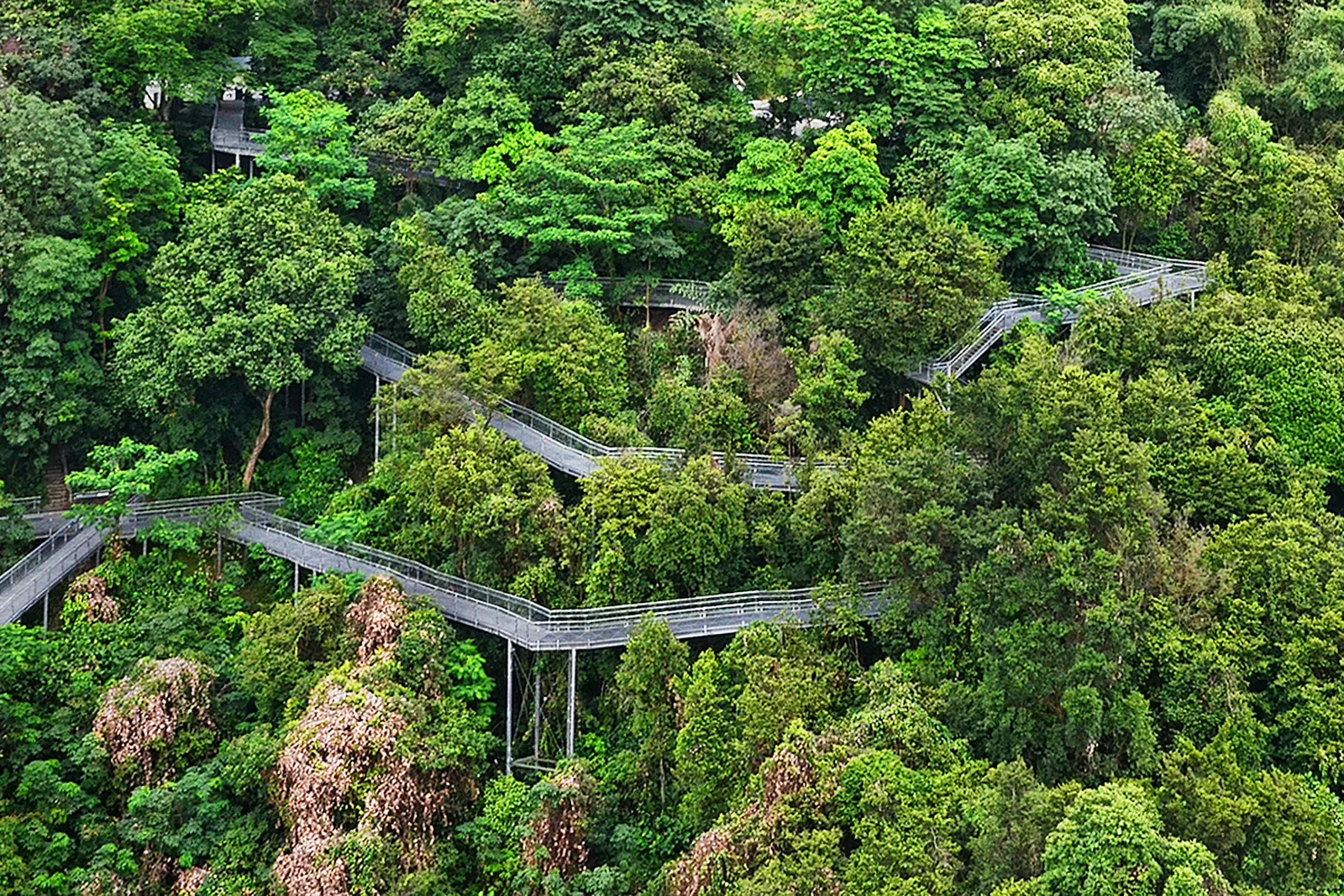 Elevated steel walkway of the Forest Walk through secondary forest at Telok Blangah Hill Park