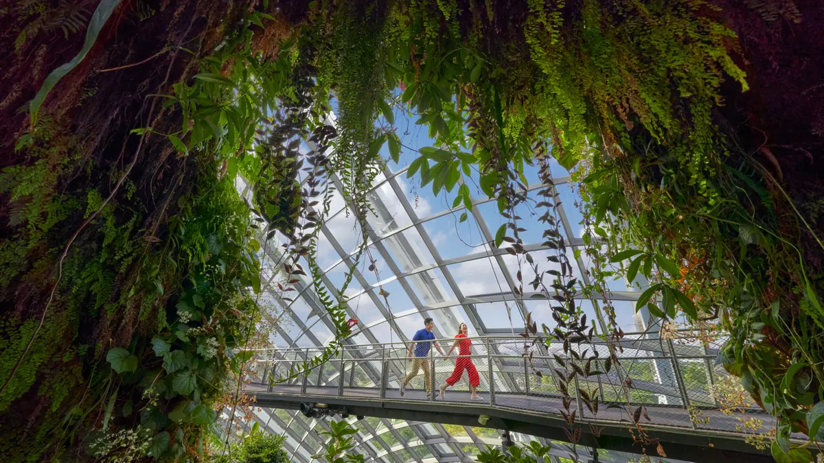 Gardens by the Bay — Visitors crossing the aerial walkway inside the Cloud Forest, surrounded by hanging ferns and planting