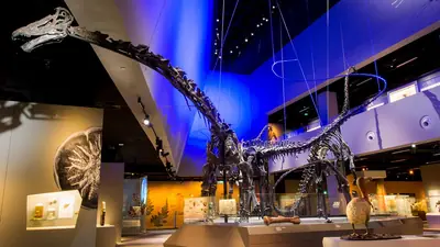 Lee Kong Chian Natural History Museum — The mounted sauropod dinosaur skeletons in the main gallery of the Lee Kong Chian Natural History Museum, Singapore