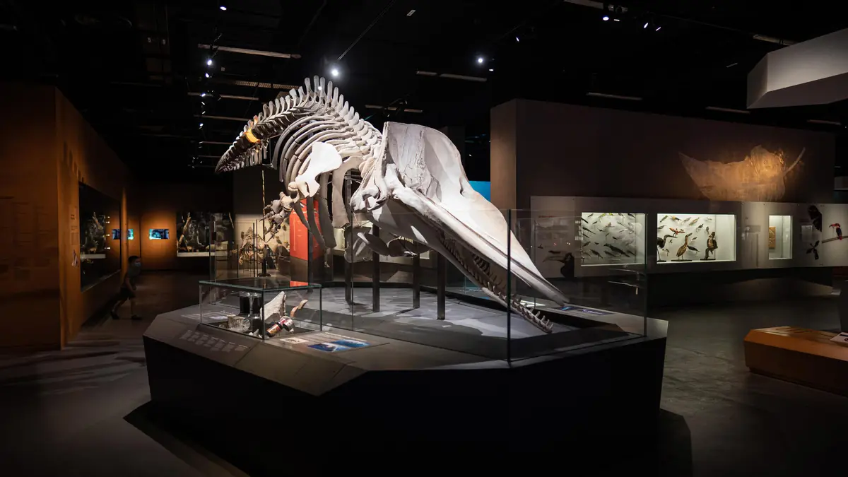 Lee Kong Chian Natural History Museum — Lee Kong Chian Natural History Museum, Singapore — lightemotion