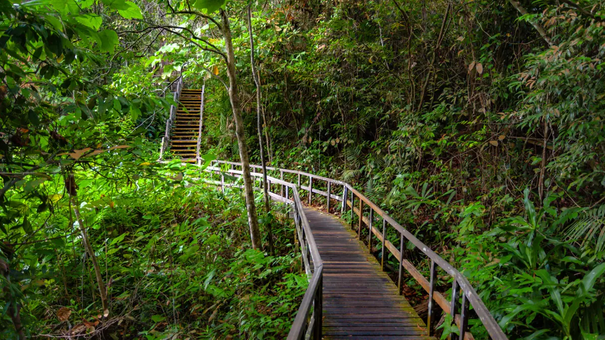 MacRitchie Reservoir — MacRitchie Reservoir, Singapore