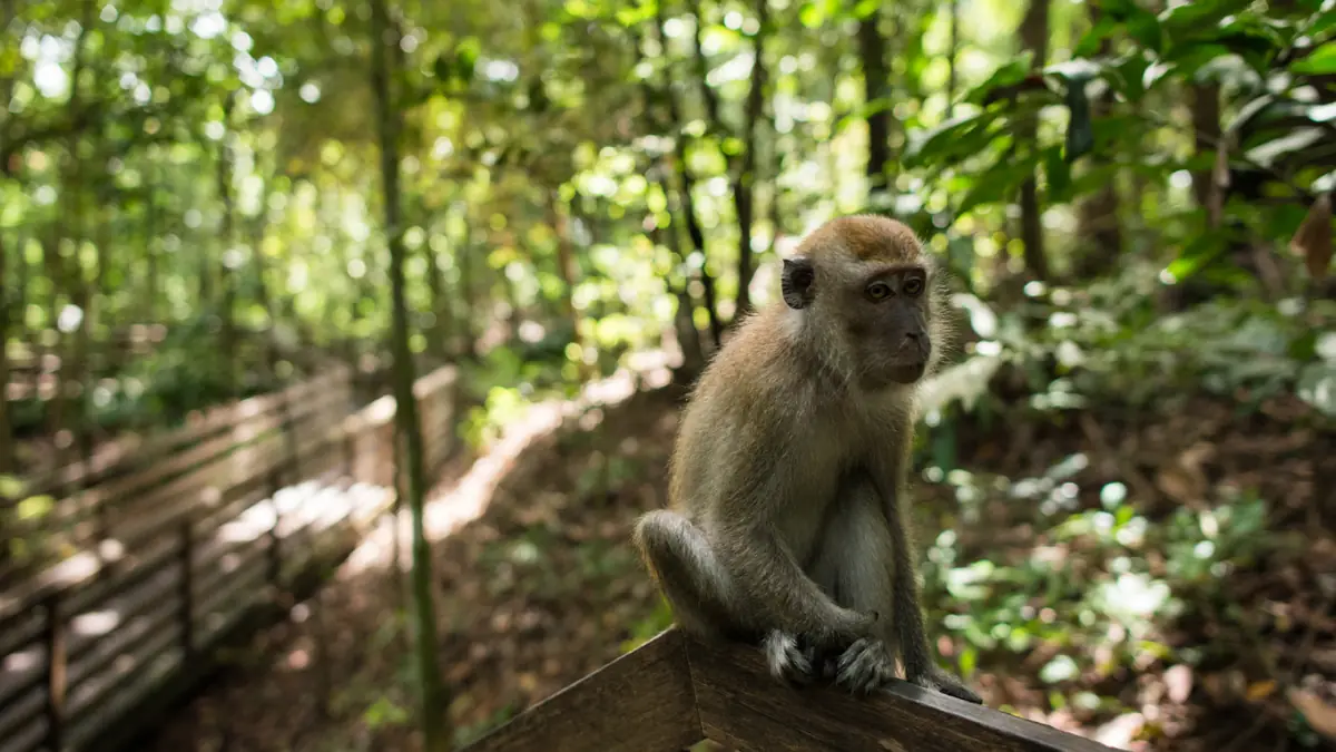 MacRitchie Reservoir — MacRitchie Reservoir, Singapore