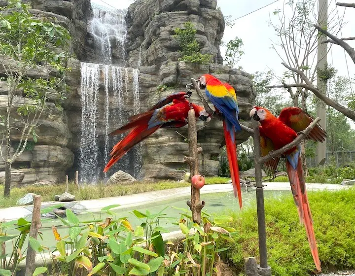 Lorikeets landing on a visitor's arm to feed at the Lory Loft aviary, Bird Paradise Singapore
