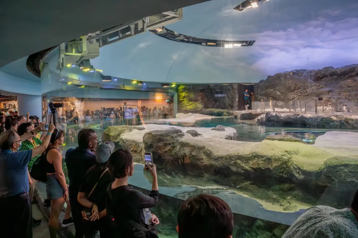 Penguins in the cold salt-water habitat at Ocean Network Express Penguin Cove, Bird Paradise