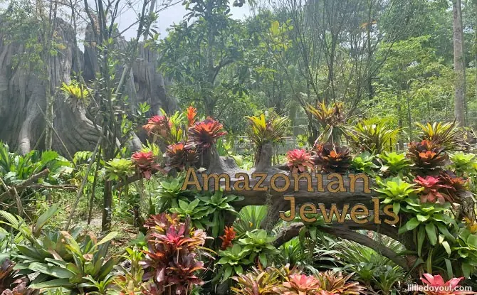 Colourful South American birds in the Amazonian Jewels aviary at Bird Paradise Singapore