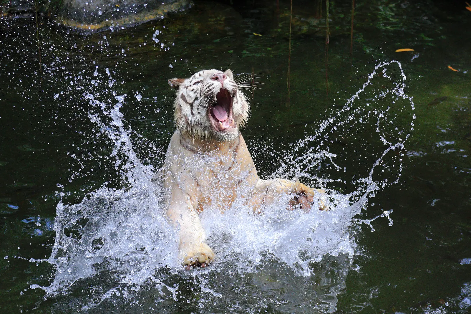 White tiger in its naturalistic enclosure at Singapore Zoo