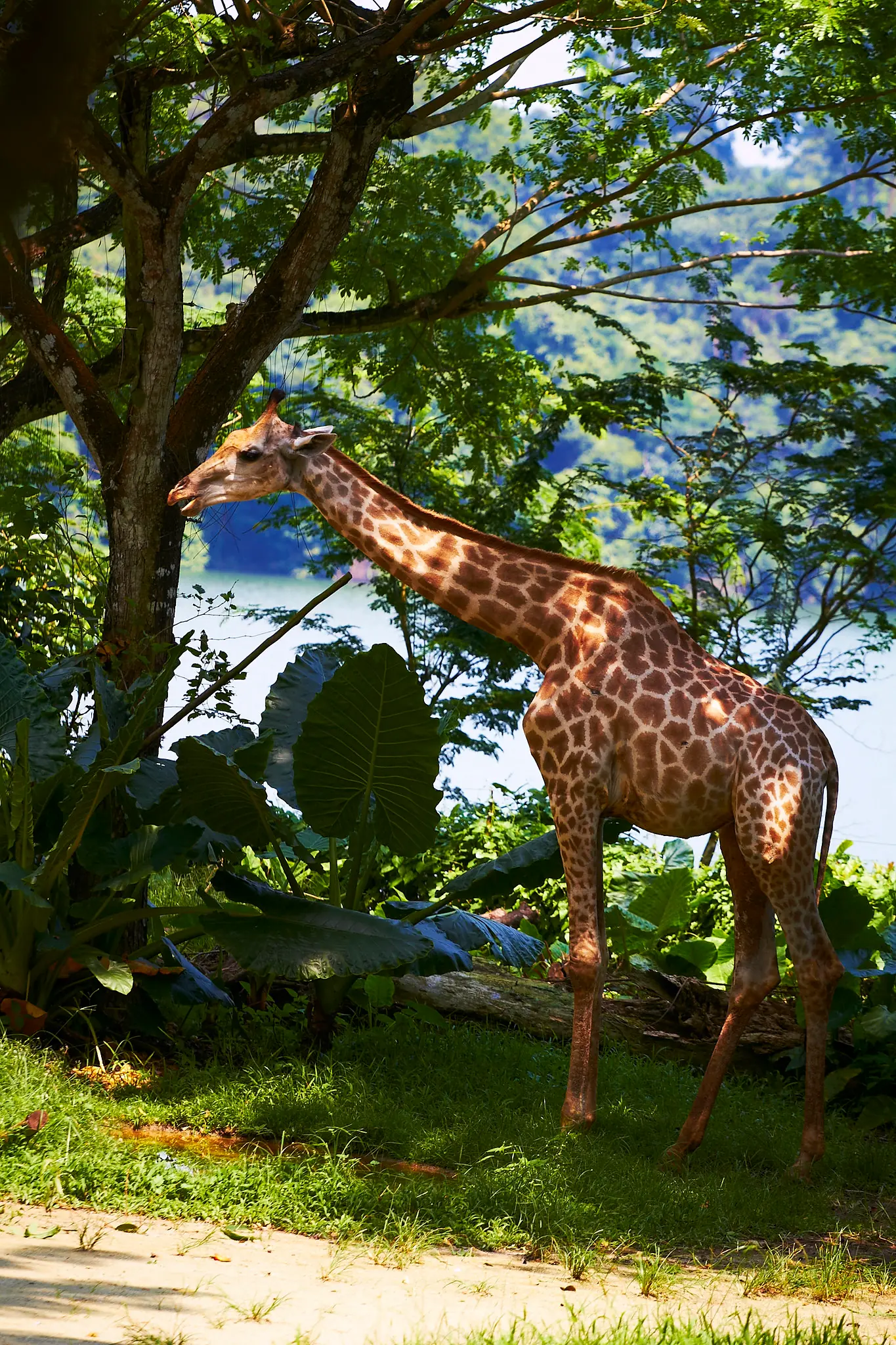 Visitor hand-feeding a giraffe from the raised platform at Singapore Zoo
