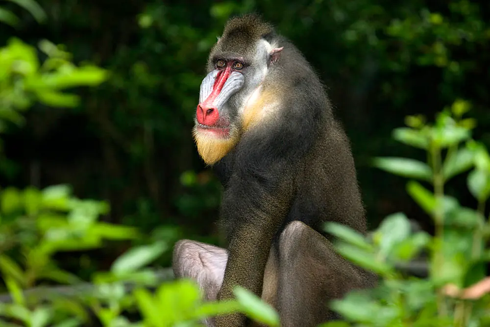 Free-ranging Bornean orangutan on the overhead rope network at Singapore Zoo