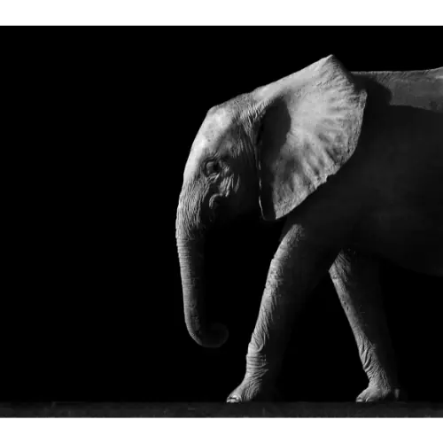 Asian elephant in the Elephants of Asia zone at Singapore Zoo