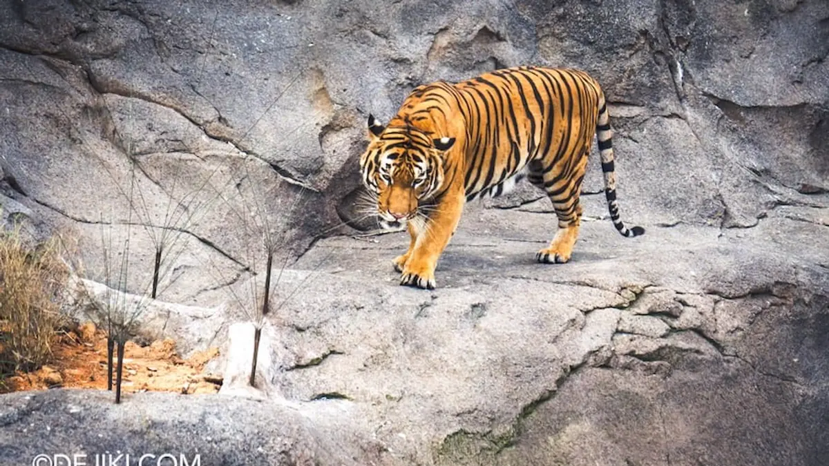 Rainforest Wild Asia — Rainforest Wild Asia, Singapore