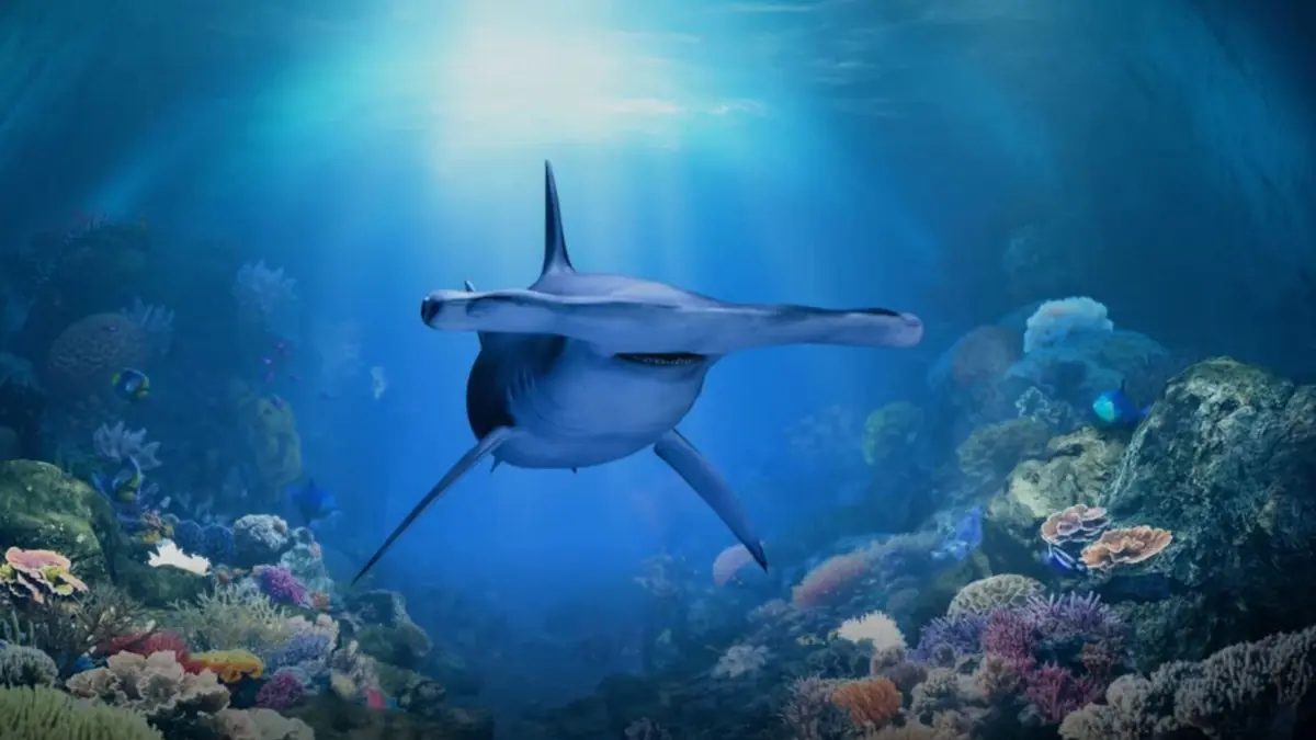 Singapore Oceanarium — Singapore Oceanarium, Singapore — hammerhead shark