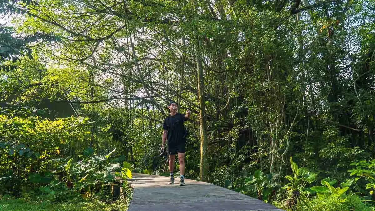 Windsor Nature Park — Windsor Nature Park, Singapore — hanguana