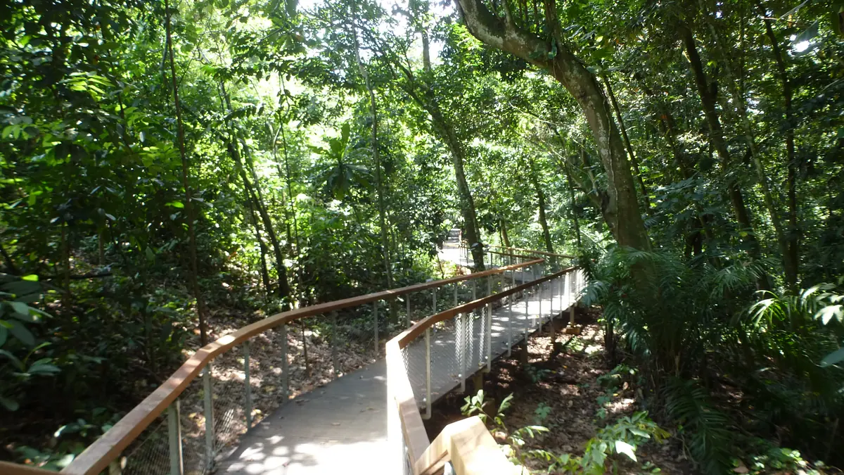 Windsor Nature Park — Windsor Nature Park, Singapore — blogspot forest