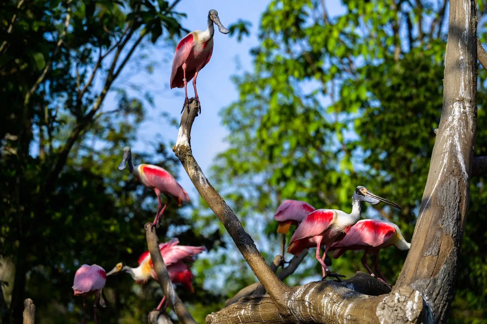 Bird Paradise — Roseate Spoonbills at Hong Leong Foundation Crimson Wetlands at Bird Paradise, Singapore
