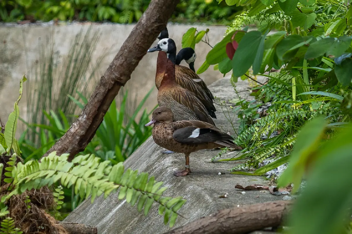 Bird Paradise — Madagascar Teal and White Faced Whistling Ducks at Heart of Africa at Bird Paradise, Singapore