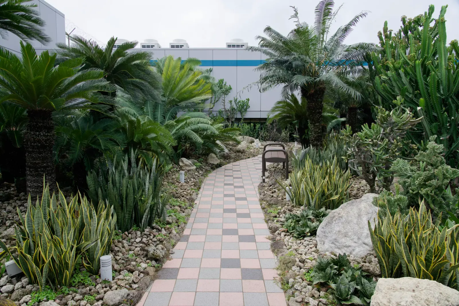Changi Airport — The Cactus Garden at Terminal 1, Changi Airport, a themed rooftop garden of desert plants
