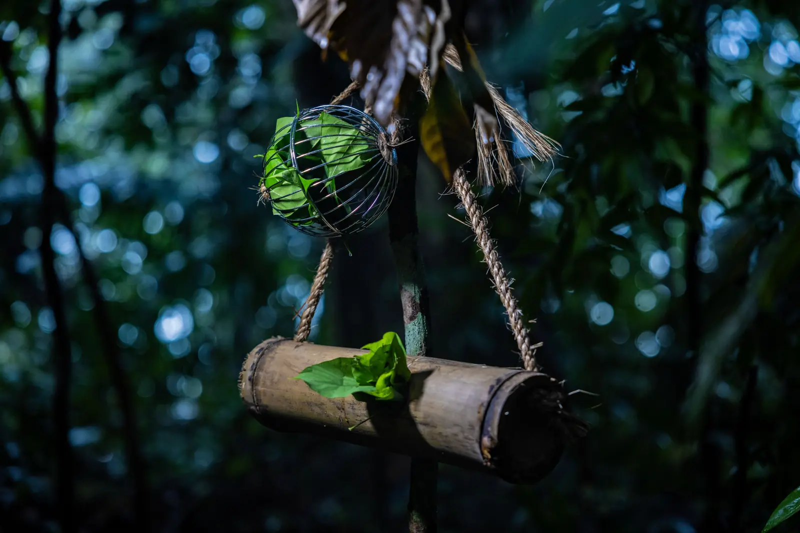 Night Safari — Learn to craft animal enrichment devices for Night Safari’s small animal residents, Singapore