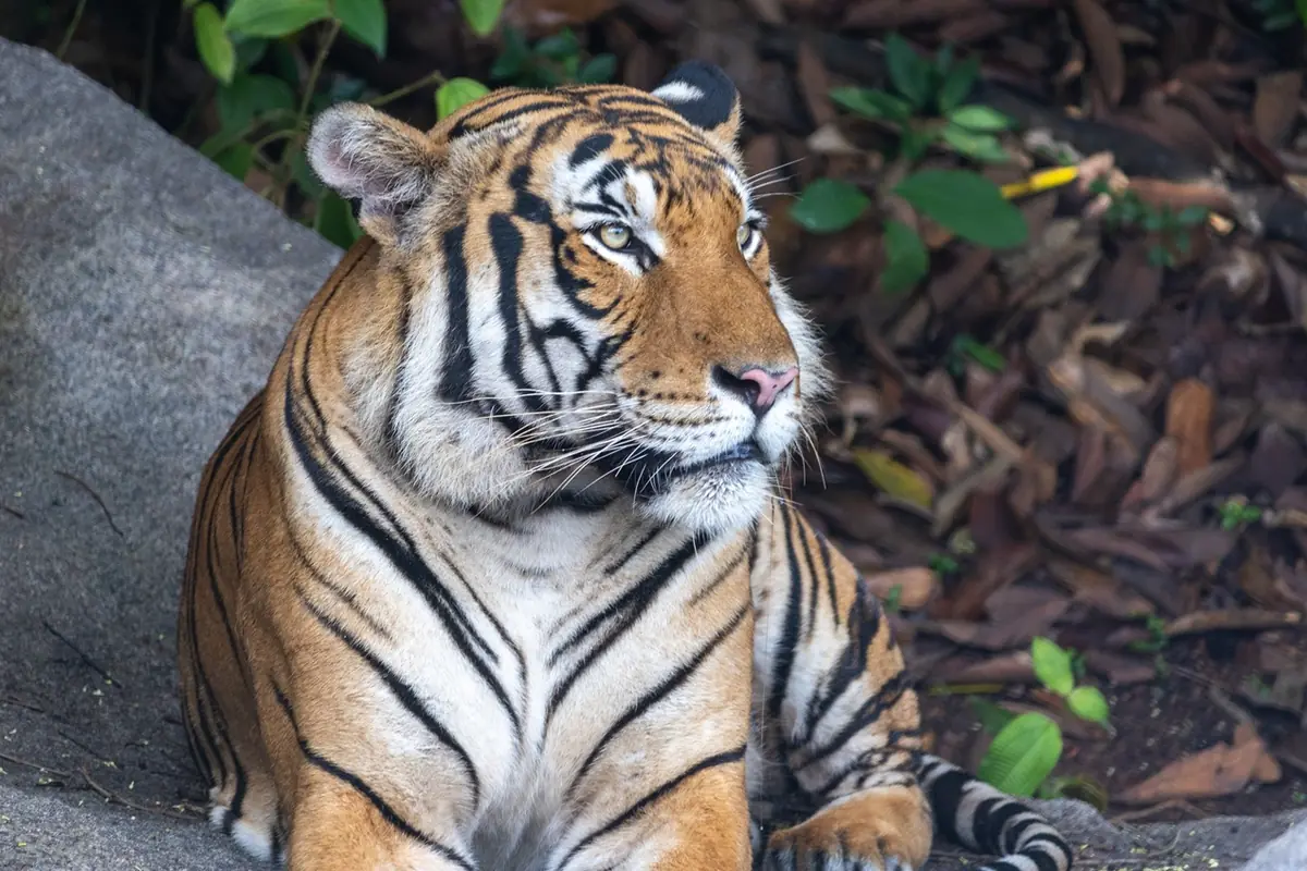 Rainforest Wild Asia — From the elusive to the majestic, park-goers of Rainforest Wild Asia seek out wildlife like the Malayan tigers in their habitat at the Rock Cascade, Singapore