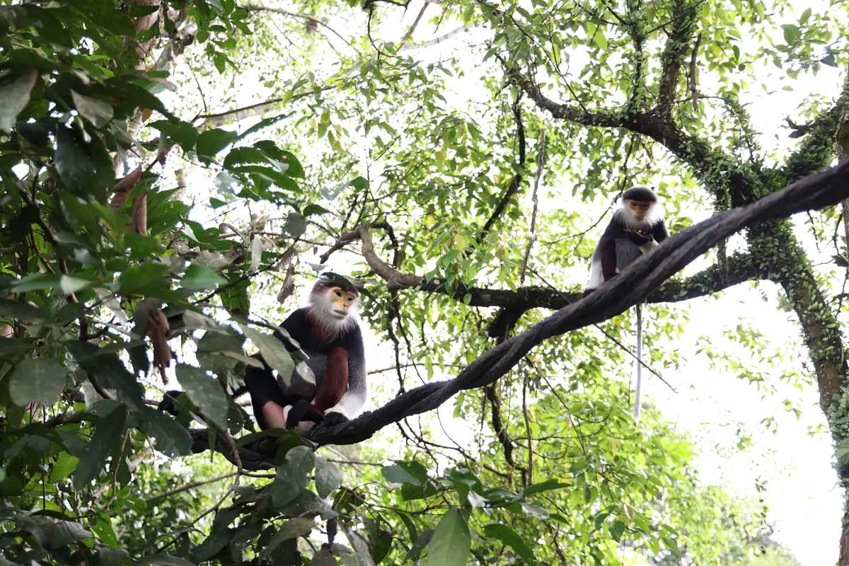 Rainforest Wild Asia — The red-shanked douc langurs are one of the most striking looking primates with a vivid and multi-coloured appearance. They can be seen at The Canopy at Rainforest Wild Asia, Singapore