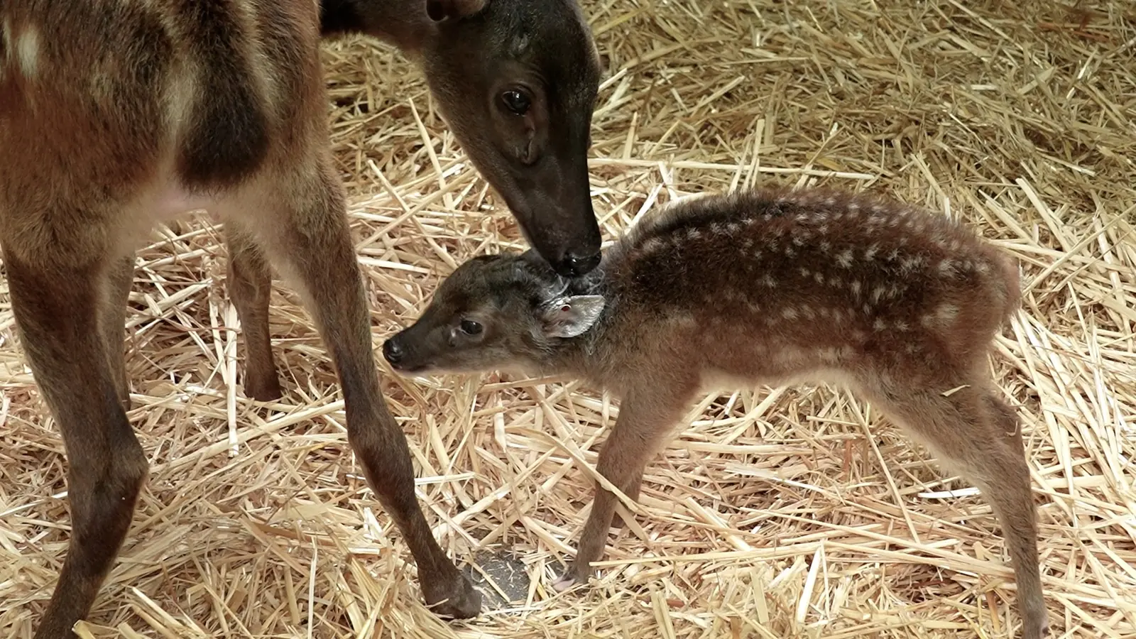 Rainforest Wild Asia — Rainforest Wild Asia welcomed its first baby - a Philippine spotted deer fawn born to first time parents in February 2025, Singapore
