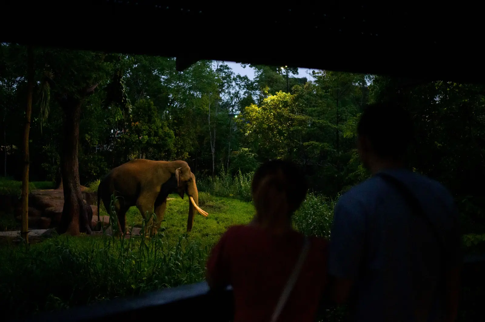 Singapore Zoo — Guests observe Chawang in his new exhibit from the Asian bull elephant look-out deck at Singapore Zoo, Singapore
