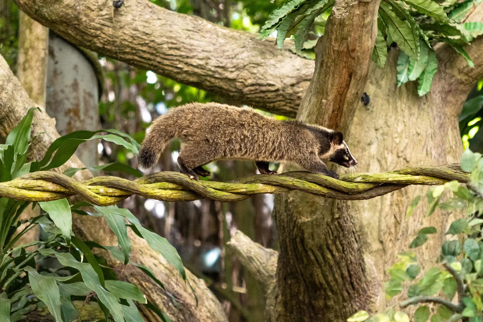 Singapore Zoo — The masked palm civet is one of the new additions to the refreshed Into the Wild presentation at Singapore Zoo, Singapore