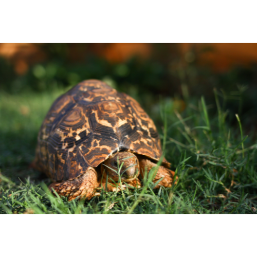 india star tortoise