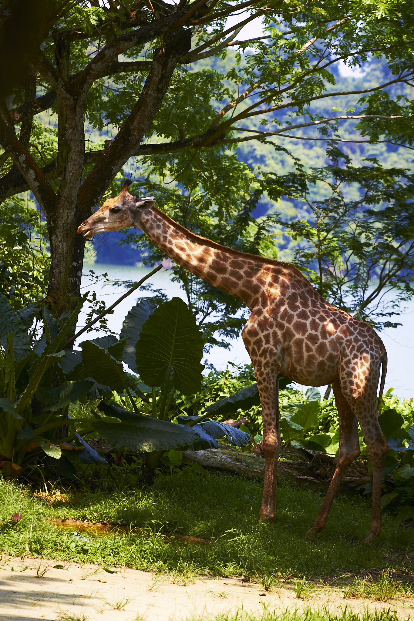 singapore zoo giraffe