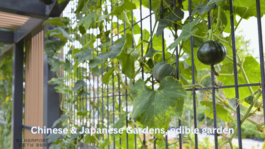 Chinese & Japanese Gardens, edible garden