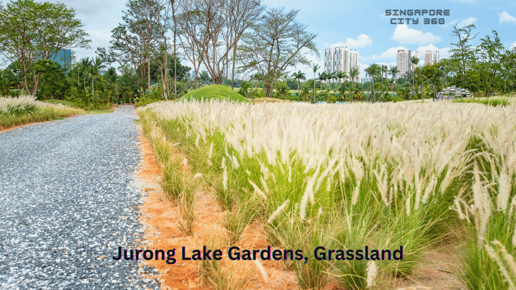 jurong lake gardens , grassland